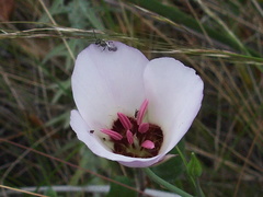 Calochortus-catalinae-Catalina-mariposa-lily-Serrano-Canyon-Pt-Mugu-2012-06-04-IMG 1952