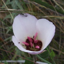 Calochortus-catalinae-Catalina-mariposa-lily-Serrano-Canyon-Pt-Mugu-2012-06-04-IMG 1952
