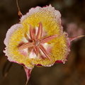 Calochortus-plummerae-pink-mariposa-lily-Chumash-2015-06-15-IMG_0941.jpg