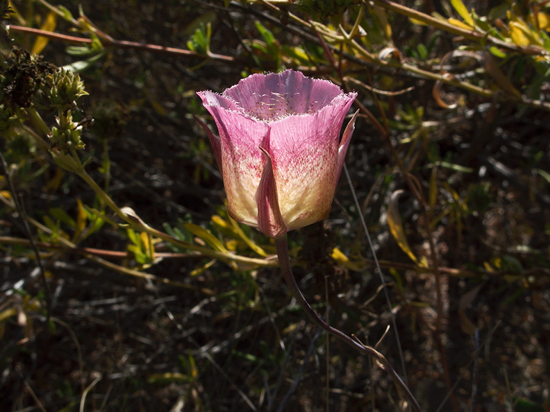Calochortus-plummerae-pink-mariposa-lily-Pt-Mugu-2010-06-16-IMG_6119.jpg