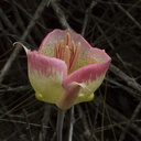 Calochortus-plummerae-pink-mariposa-lily-Pt-Mugu-2010-06-29-IMG 6203