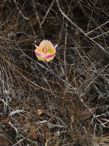 Calochortus-plummerae-pink-mariposa-lily-Pt-Mugu-2010-06-29-IMG_6205.jpg