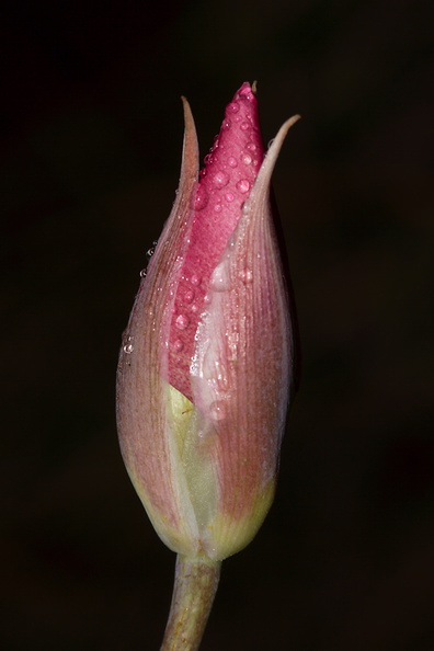 Calochortus-plummerae-pink-mariposa-lily-bud-Pt-Mugu-2010-06-29-IMG 1249