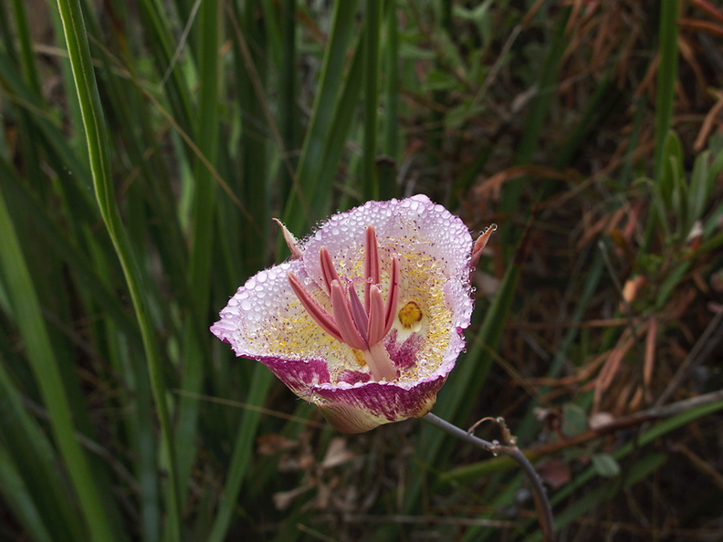 Calochortus-plummerae-pink-mariposa-lily-with-dew-Pt-Mugu-2010-06-29-IMG_6158.jpg