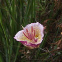 Calochortus-plummerae-pink-mariposa-lily-with-dew-Pt-Mugu-2010-06-29-IMG 6158