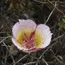 Calochortus-plummerae-pink-mariposa-lily-with-dew-Pt-Mugu-2010-06-29-IMG 6164
