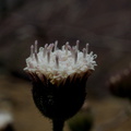 Chaenactis-artemisiifolia-Chumash-2014-06-02-IMG_3983.jpg