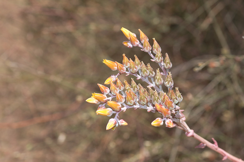 Dudleya-lanceolata-yellow-flowered-form-Ray-Miller-trail-Pt-Mugu-2012-06-26-IMG_5432.jpg