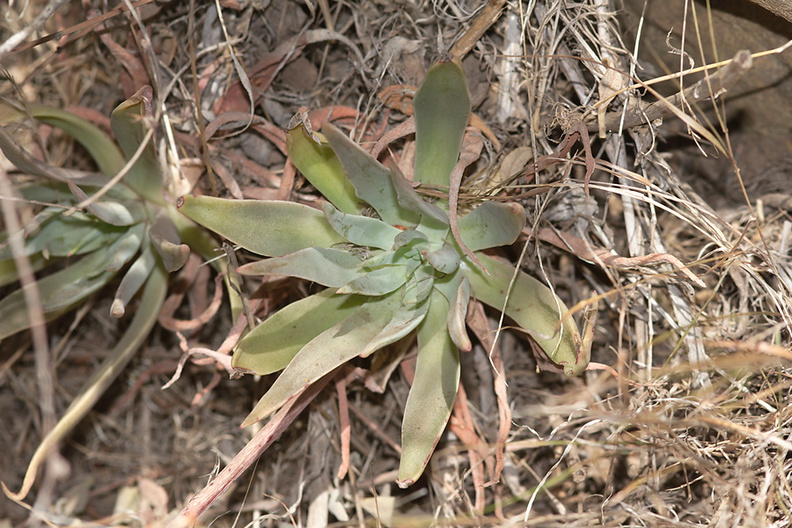 Dudleya-lanceolata-yellow-flowered-form-Ray-Miller-trail-Pt-Mugu-2012-06-26-IMG 5433