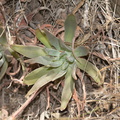 Dudleya-lanceolata-yellow-flowered-form-Ray-Miller-trail-Pt-Mugu-2012-06-26-IMG 5433