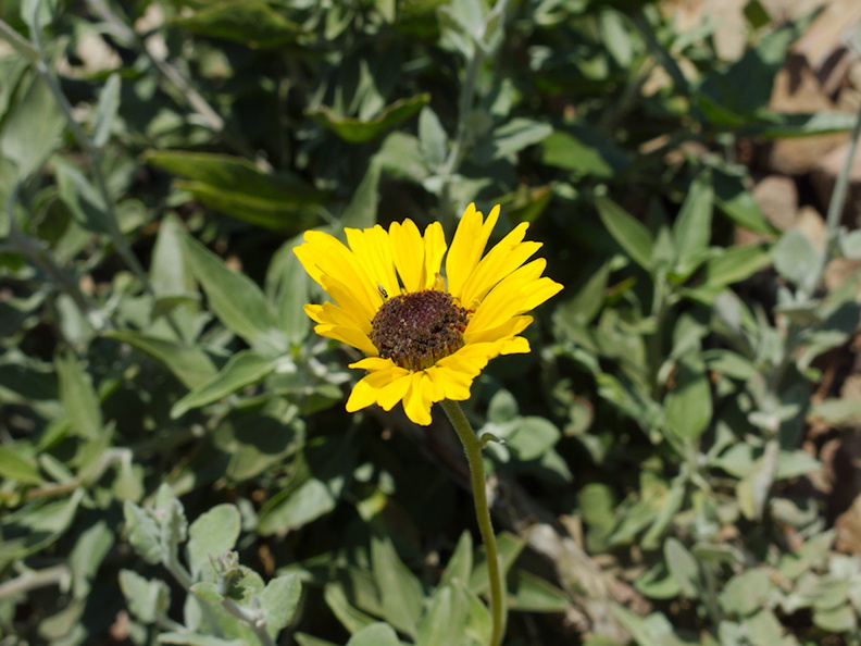 Encelia-californica-bush-sunflower-Chumash-2014-06-16-IMG_4105.jpg
