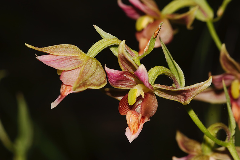 Epipactis-gigantea-stream-orchid-Serrano-Canyon-Pt-Mugu-2012-06-04-IMG_5076.jpg