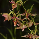 Epipactis-gigantea-stream-orchid-Serrano-Canyon-Pt-Mugu-2012-06-04-IMG 5078