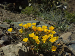 Eschscholtzia-californica-California-poppy-in-full-yellow-bloom-Chumash-2014-06-16-IMG 4067