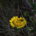 Grindelia-camporum-big-gum-plant-Sycamore-Cove-Overlook-Pt-Mugu-2012-06-12-IMG 2065