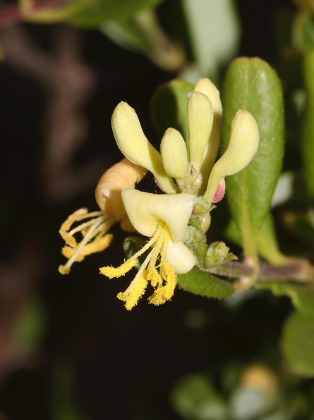 Lonicera-subspicata-southern-honeysuckle-Serrano-Canyon-Pt-Mugu-2012-06-04-IMG_5134.jpg
