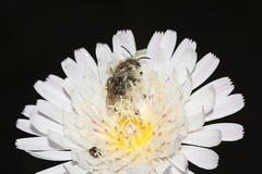 Malacothrix-saxatilis-cliff-aster-with-pollinator-Serrano-Canyon-Pt-Mugu-2012-06-04-IMG 5150