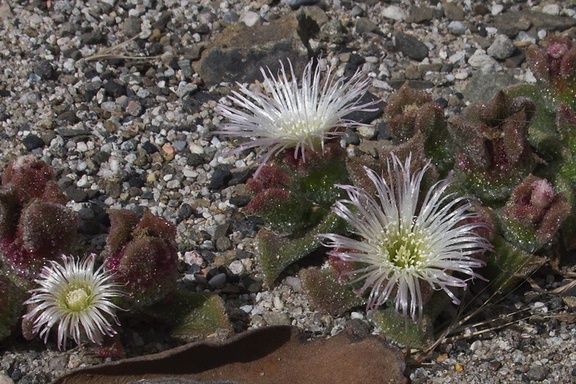 Mesembryanthemum-crystallinum-crystalline-ice-plant-roadside-Pt-Mugu-2012-06-12-IMG 2055