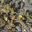 Mesembryanthemum-nodiflorum-slenderleaf-ice-plant-roadside-Pt-Mugu-2012-06-12-IMG 5368