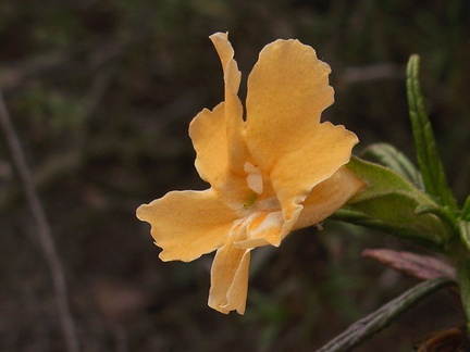 Mimulus-aurantiaca-sticky-monkeyflower-Pt.Mugu-2012-06-14-IMG 2096