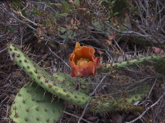 Opuntia-littoralis-prickly-pear-orange-flower-Pt.Mugu-2012-06-14-IMG 2085