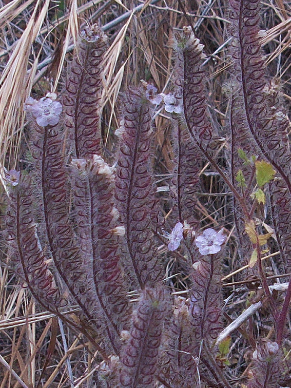 Phacelia-cicutaria-caterpillar-phacelia-Serrano-Canyon-Pt-Mugu-2012-06-04-IMG 1914