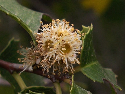 Prunus-ilicifolia-holly-leaved-cherry-Pt.Mugu-2012-06-14-IMG 2131