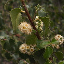 Prunus-ilicifolia-holly-leaved-cherry-Pt.Mugu-2012-06-14-IMG 2133