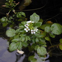 Rorippa nasturtium-aquaticum pl2-2003-06-10