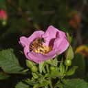 Rosa-californica-California-wild-rose-Serrano-Canyon-Pt-Mugu-2012-06-04-IMG 5133