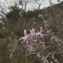 Salvia-leucophylla-pink-sage-Pt.Mugu-2012-06-14-IMG 2122