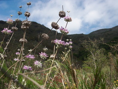 Salvia-leucophylla-pink-sage-Serrano-Canyon-Pt-Mugu-2012-06-04-IMG 1969