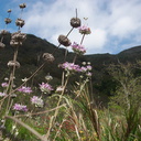 Salvia-leucophylla-pink-sage-Serrano-Canyon-Pt-Mugu-2012-06-04-IMG 1969