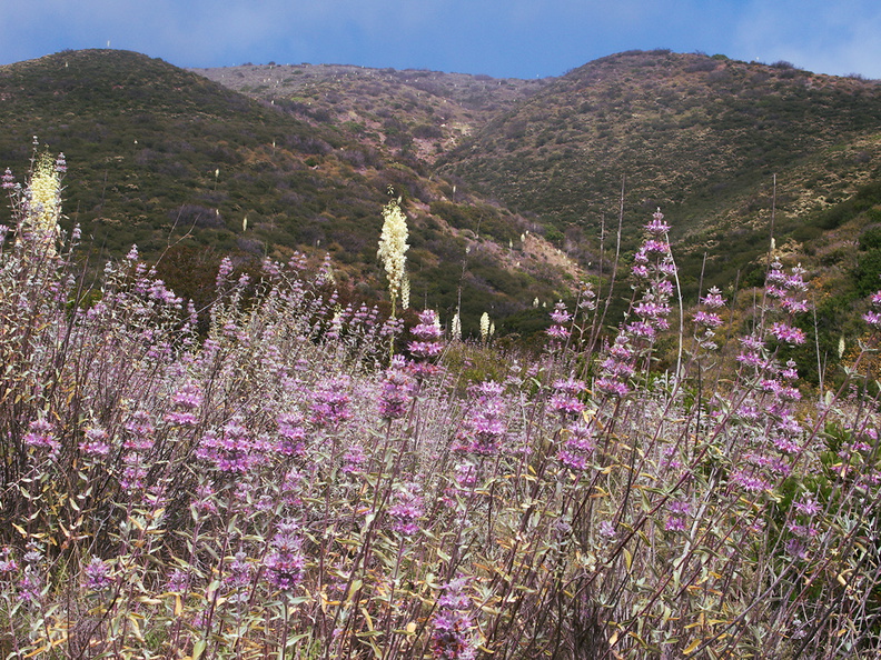Salvia-leucophylla-pink-sage-and-Yucca-whipplei-landscape-Pt-Mugu-2010-06-04-IMG_5987.jpg