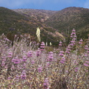 Salvia-leucophylla-pink-sage-and-Yucca-whipplei-landscape-Pt-Mugu-2010-06-04-IMG 5987