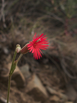 Silene-laciniata-fringed-Indian-pink-Pt.Mugu-2012-06-14-IMG 2102