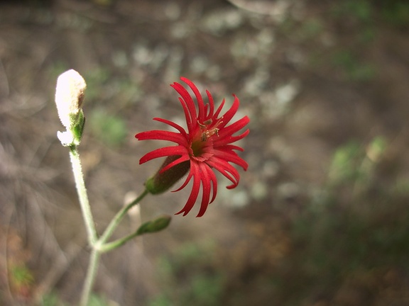 Silene-laciniata-fringed-Indian-pink-Pt.Mugu-2012-06-14-IMG 2106