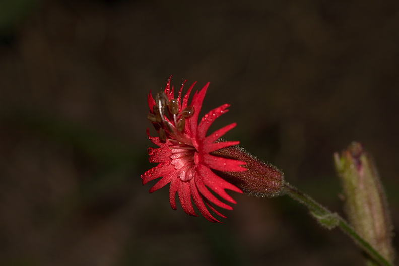 Silene-laciniata-fringed-Indian-pink-flower-detail-Pt-Mugu-2010-06-29-IMG_1318.jpg