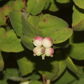 Symphoricarpos-mollis-creeping-snowberry-Serrano-Canyon-Pt-Mugu-2012-06-04-IMG 5147