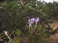Trichostema-lanatum-woolly-blue-curls-Pt.Mugu-2012-06-14-IMG 2107