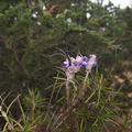 Trichostema-lanatum-woolly-blue-curls-Pt.Mugu-2012-06-14-IMG 2107