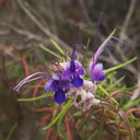Trichostema-lanatum-woolly-blue-curls-Pt.Mugu-2012-06-14-IMG 2113
