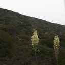 Yucca-whipplei-Pt.Mugu-2012-06-14-IMG 2092
