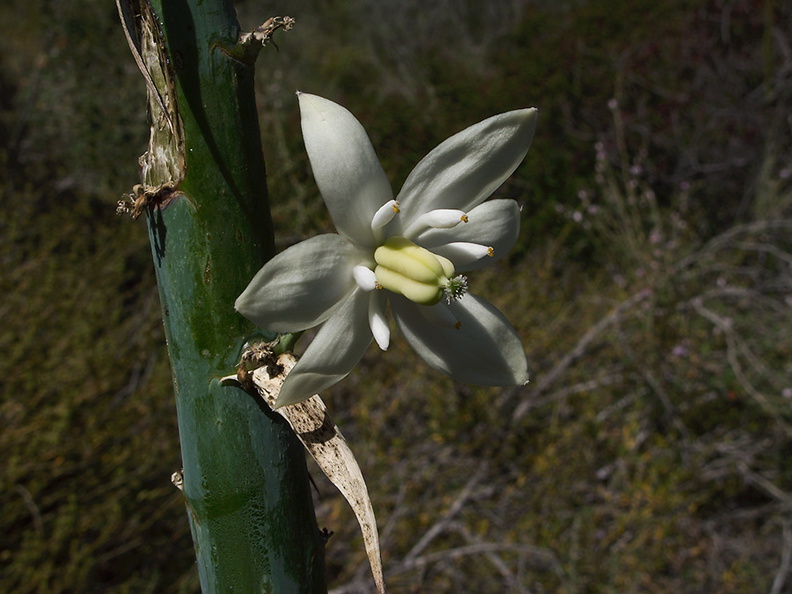 Yucca-whipplei-flower-detail-Pt-Mugu-2010-06-16-IMG_6148.jpg