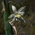 Yucca-whipplei-flower-detail-Pt-Mugu-2010-06-16-IMG 6148