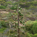 Yucca-whipplei-in-fruit-Pt-Mugu-2010-06-29-IMG 6173