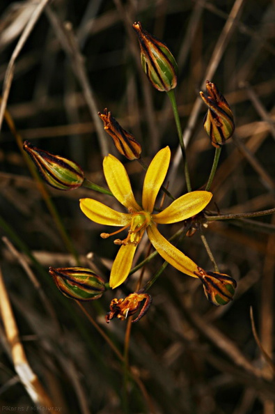 bloomeria-crocea-yellow-fls-3-2007-06-08.jpg