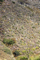 hillside-with-blooming-Yucca-whipplei-Serrano-Canyon-Pt-Mugu-2012-06-04-IMG 5158
