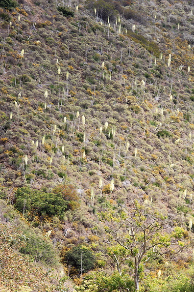 hillside-with-blooming-Yucca-whipplei-Serrano-Canyon-Pt-Mugu-2012-06-04-IMG_5158.jpg