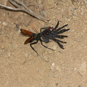 tarantula-hawk-wasp-Hemipepsis-ustulata-attacking-tarantula-Pt.Mugu-2012-06-18-IMG 5401